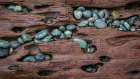USA, Washington State, Fort Flagler State Park. Close-up of beach rocks and driftwood. Art Print